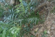<strong>Phymatosorus scolopendria - Ramon, Laurence - 98</strong><br />© Ramon, Laurence